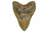 Fossil Megalodon Tooth - Huge NC Meg #328299-1